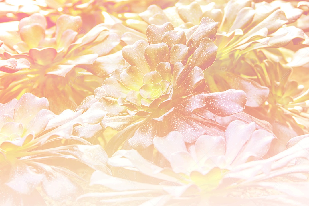 Fundo flores de crisântemo