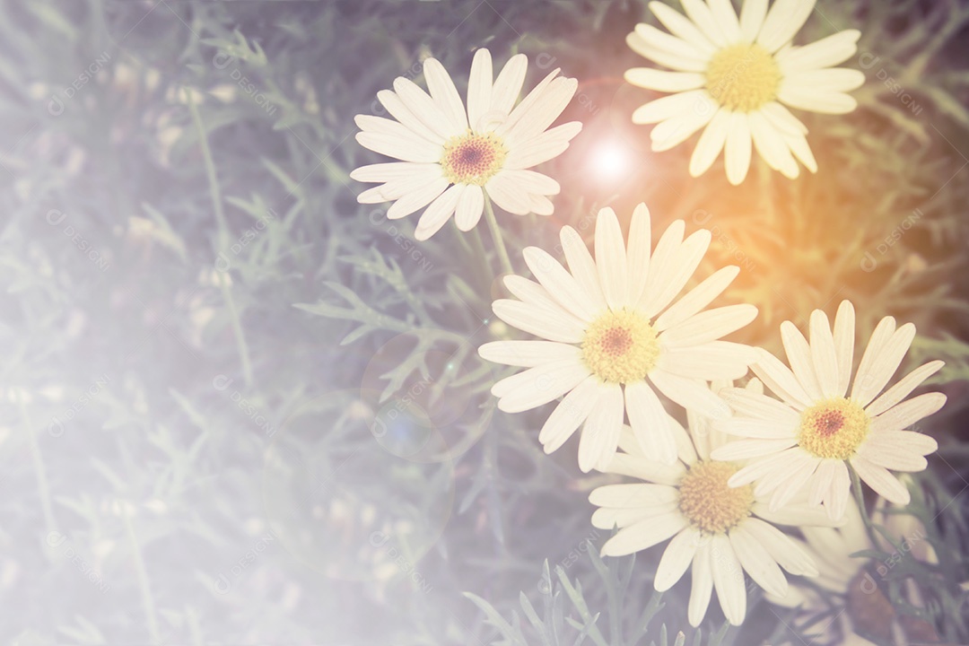 Fundo belas margaridas brancas