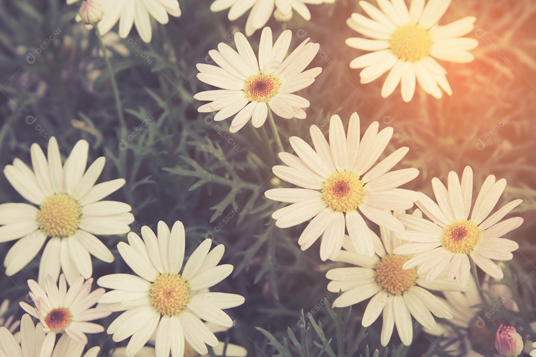 Fundo belas margaridas brancas