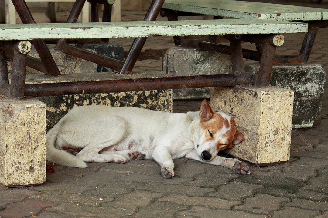 Cachorro deitado dormindo