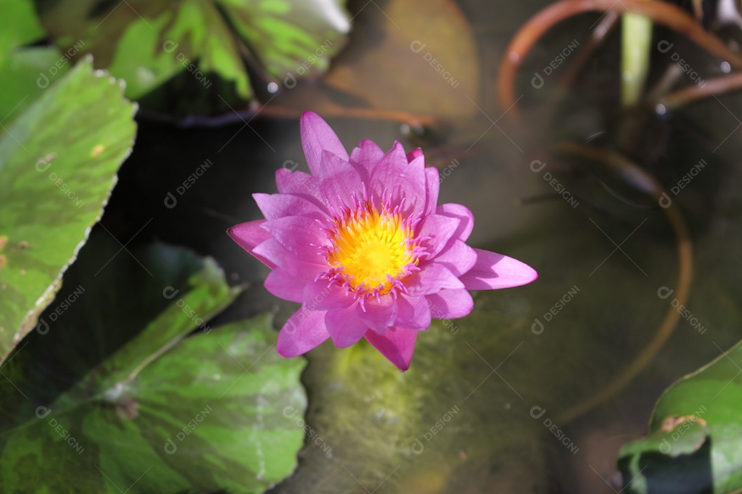 Flor Lírios de água púrpura
