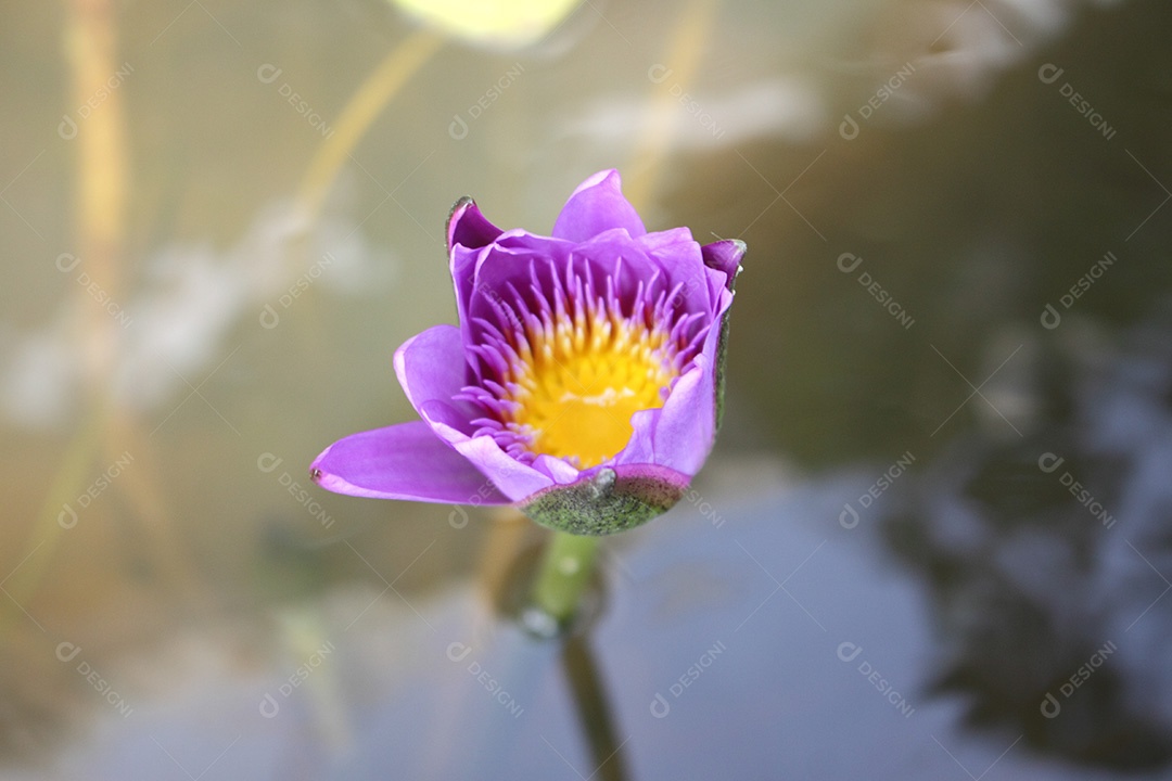 Flor Lírios de água púrpura