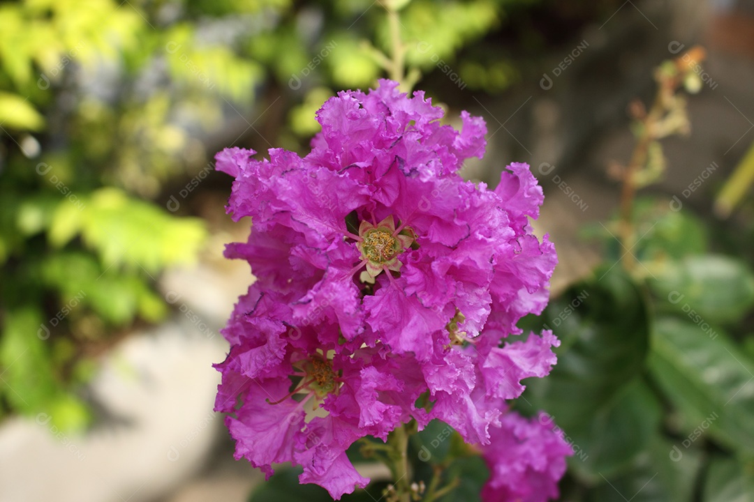 Lagerstroemia cor-de-rosa da flor da murta de crepe com pólen amarelo