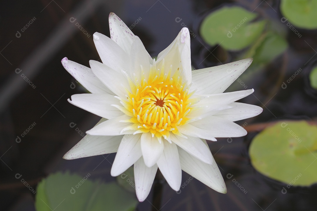 Flor lírio da água