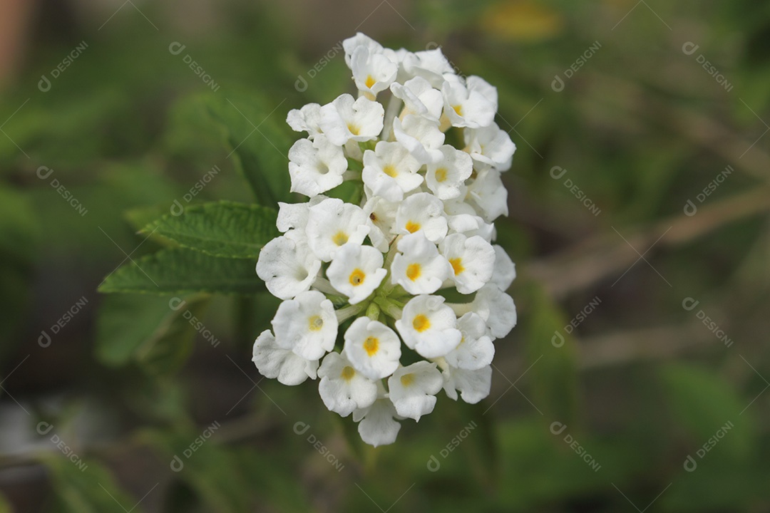 Flor Lantana camara