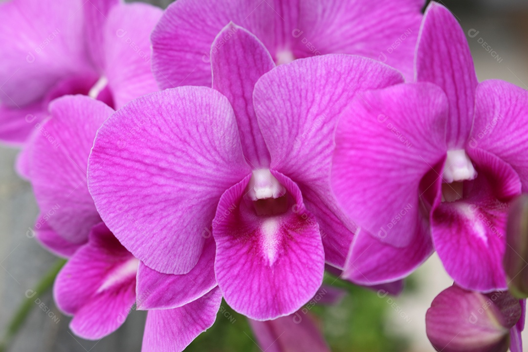 Linda flor orquídea púrpura