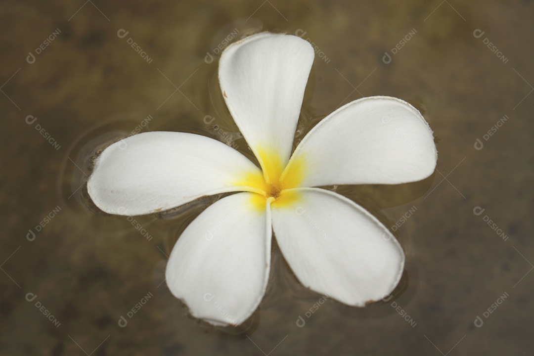 Linda flor Plumeria alba