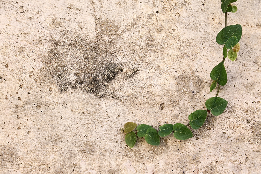 Parede e folhas de plantas