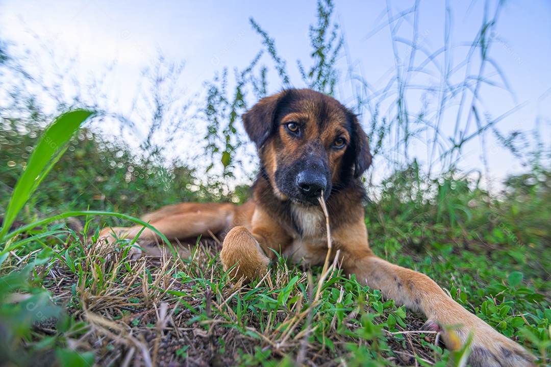 Cão de estimação fofo no jardim