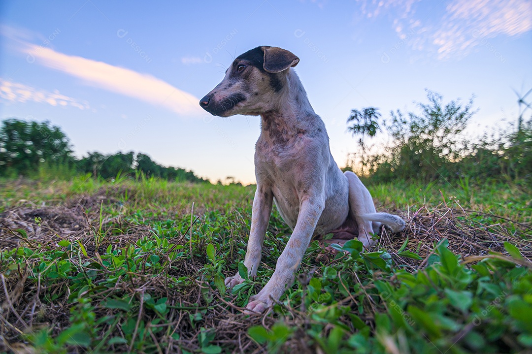 Cão de estimação fofo no jardim