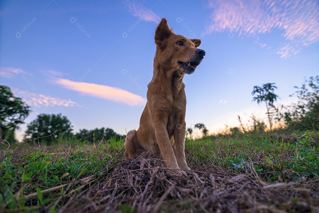 Cão de estimação fofo no jardim