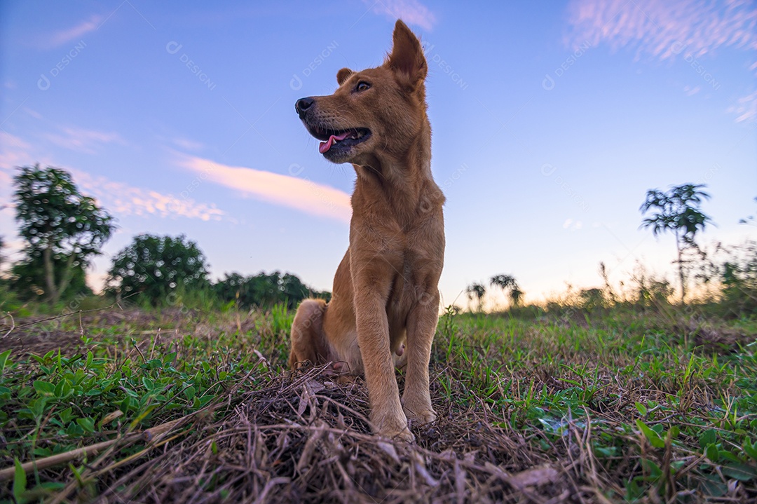 Cão de estimação fofo no jardim