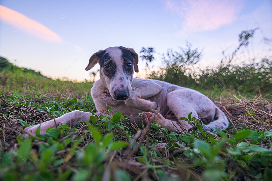 Cão de estimação fofo no jardim
