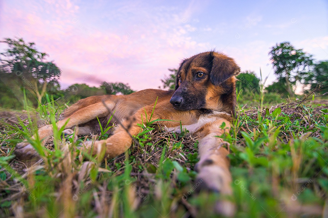Cão de estimação fofo no jardim