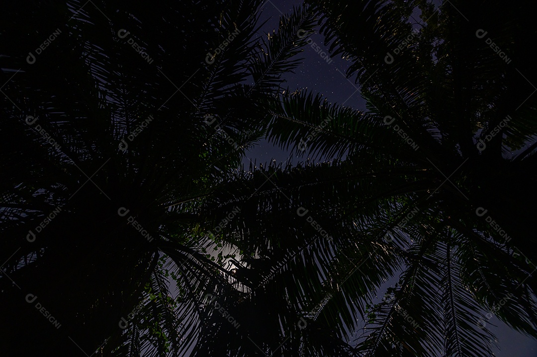 Árvore da silhueta durante a noite Com o luar