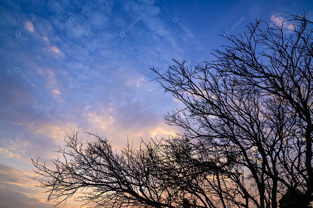 Árvore de silhueta à luz do pôr do sol à noite