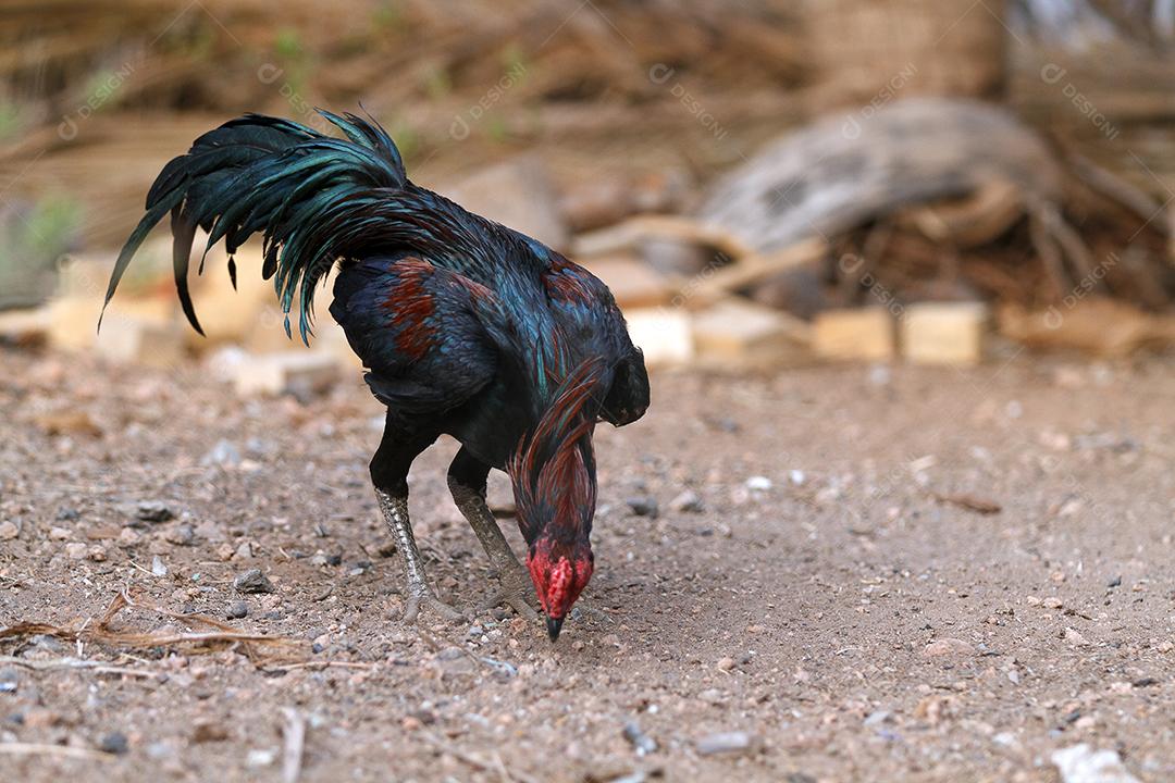 Os Gamecocks estavam bicando e comendo comida.