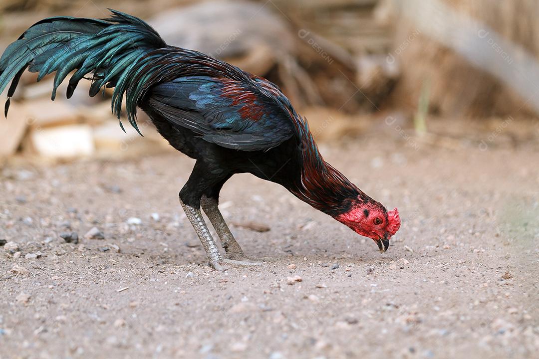 Os Gamecocks estavam bicando e comendo comida.