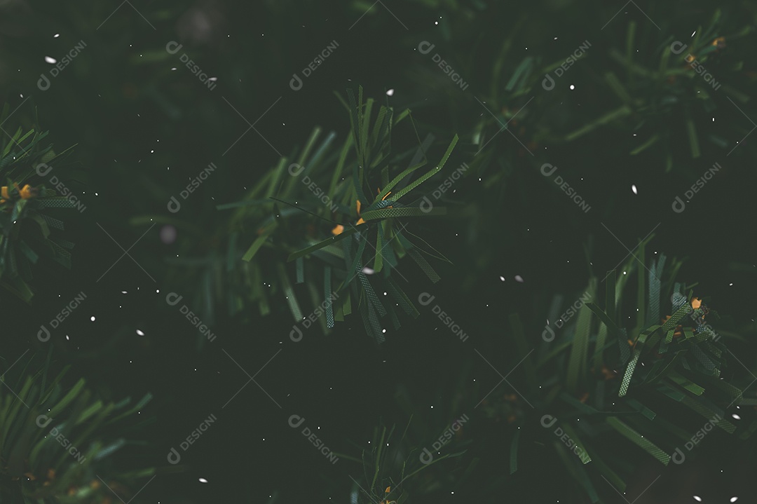 Pinheiro deixa o fundo com neve