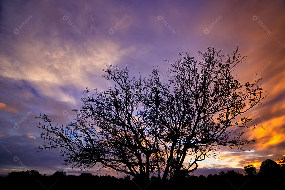 Silhueta de árvore e céu e nuvens à noite