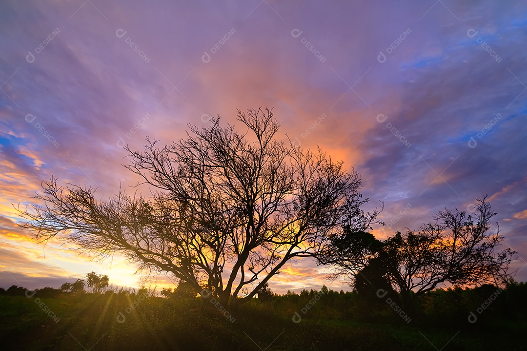 Silhueta de árvore e céu e nuvens à noite