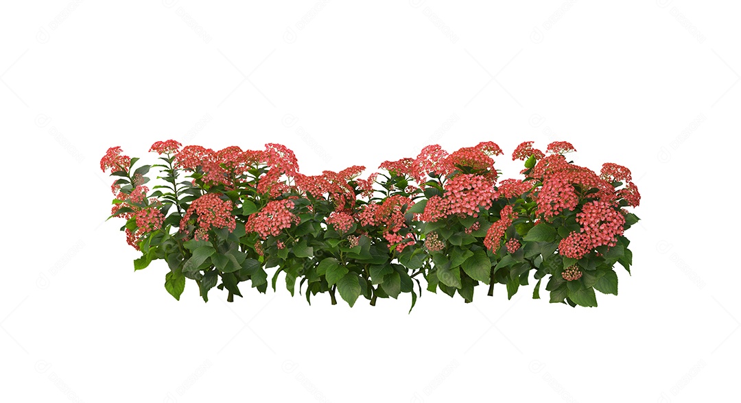 Lindas flores jardim