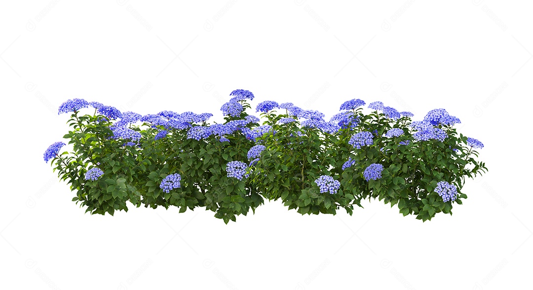 Arbustos de flores azul sobre fundo branco.