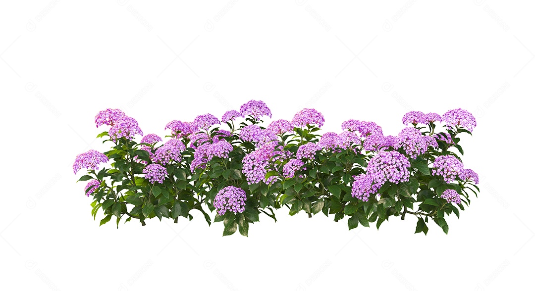 Arbustos de flores roxas sobre fundo branco.