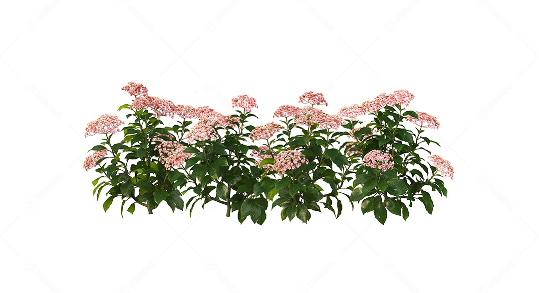 Arbustos de flores rosas sobre fundo branco.