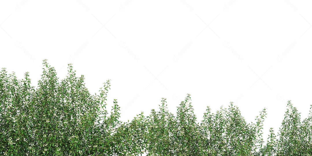 Folhas verdes plantas tropicais de samambaia.