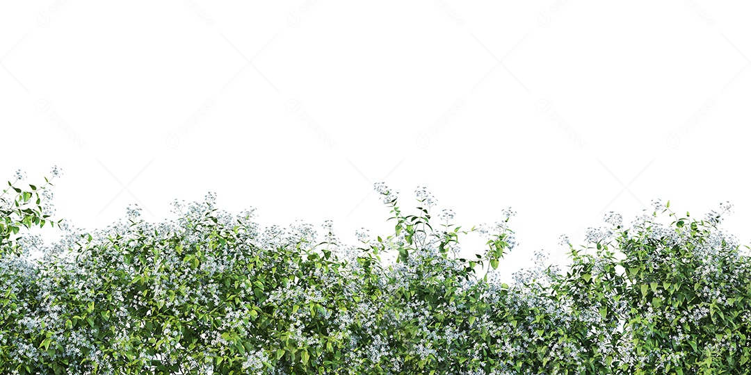 Folhas verdes plantas tropicais de samambaia.