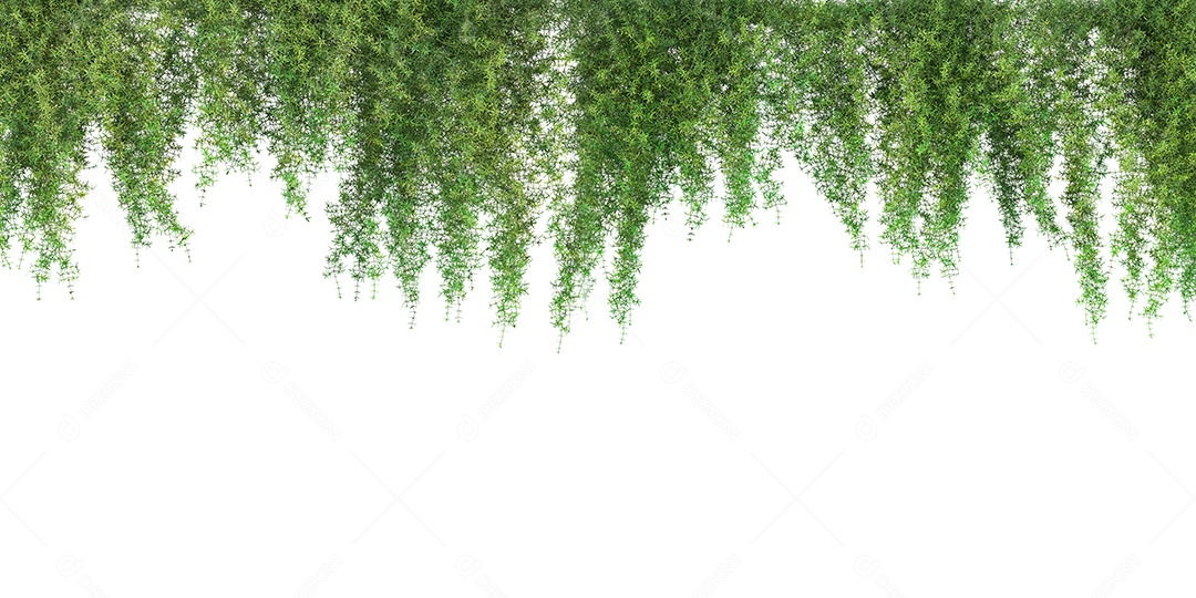 Folhas verdes plantas tropicais de samambaia.