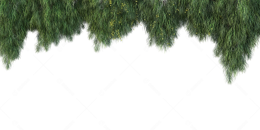 Folhas verdes plantas tropicais de samambaia.