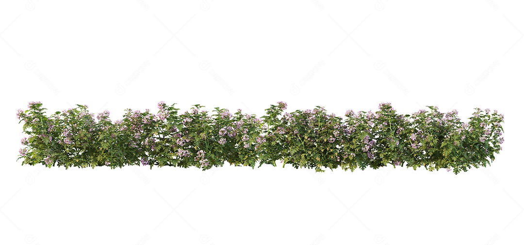 Lindas flores jardim