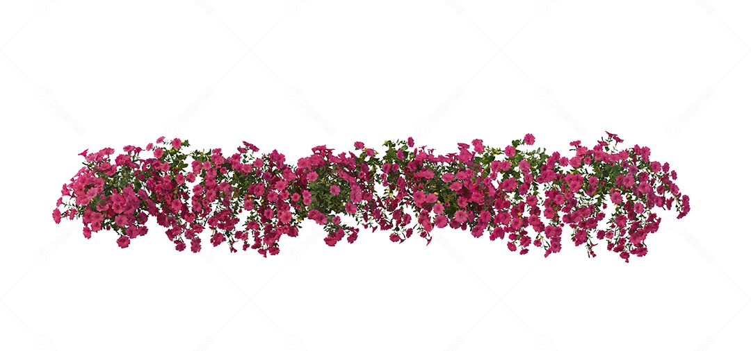 Lindas flores jardim