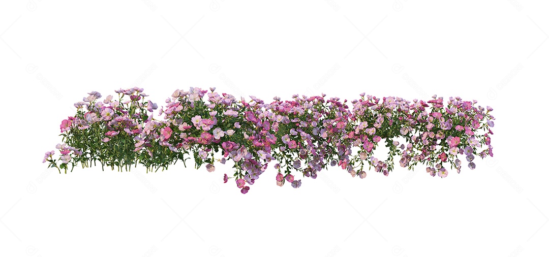 Lindas flores jardim