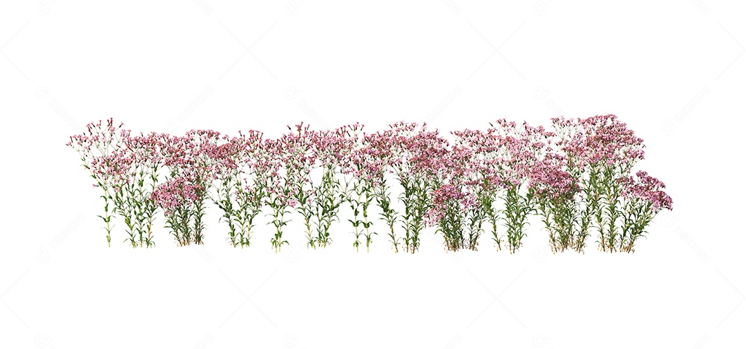 Lindas flores jardim