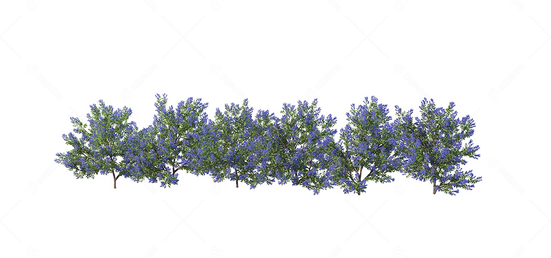 Lindas flores jardim