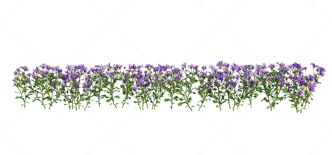 Lindas flores jardim