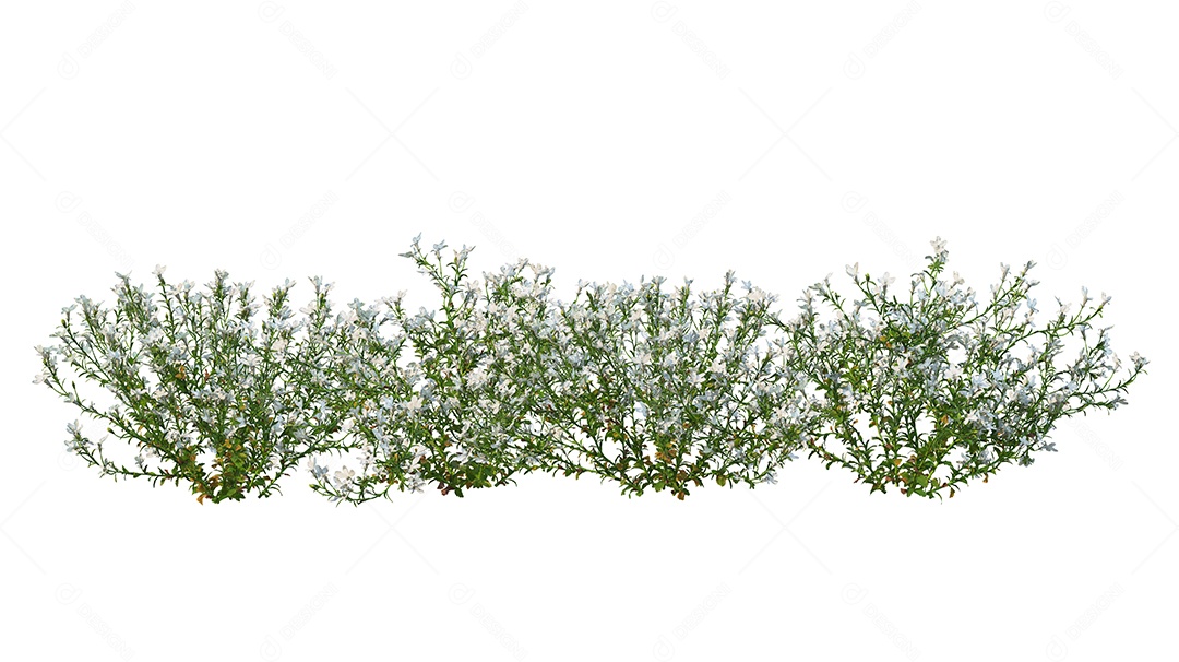 Lindas flores jardim