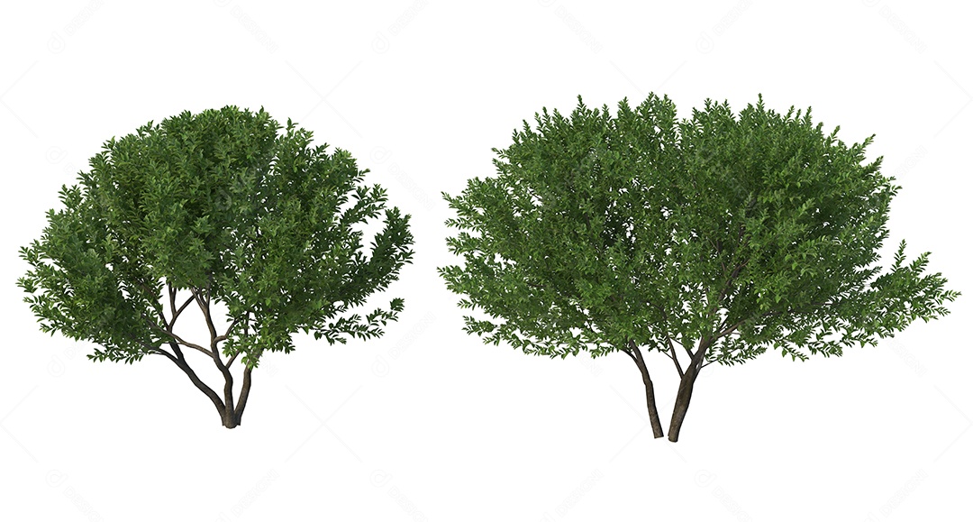 Arvores sobre floresta