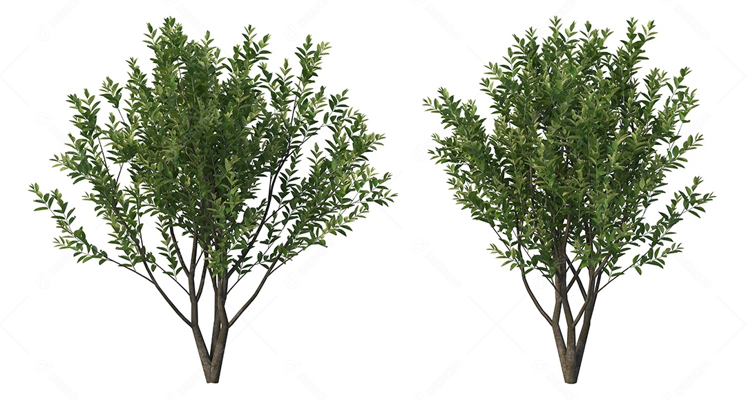 Arvores sobre floresta