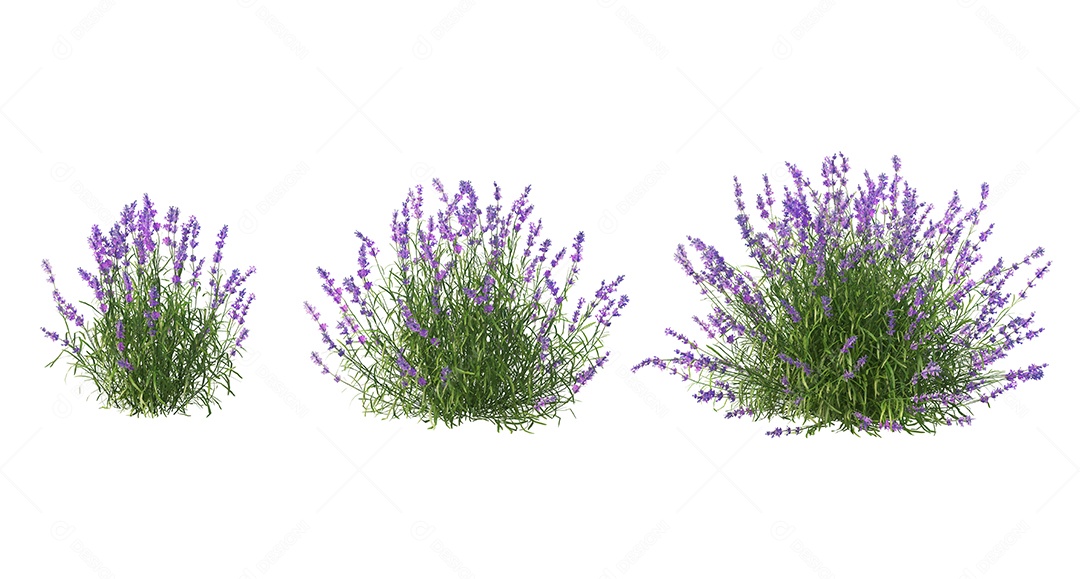 Lindas flores jardim