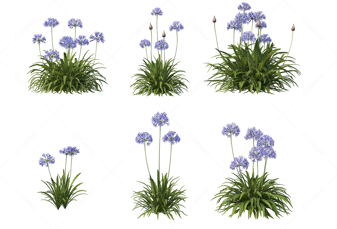 Lindas flores jardim