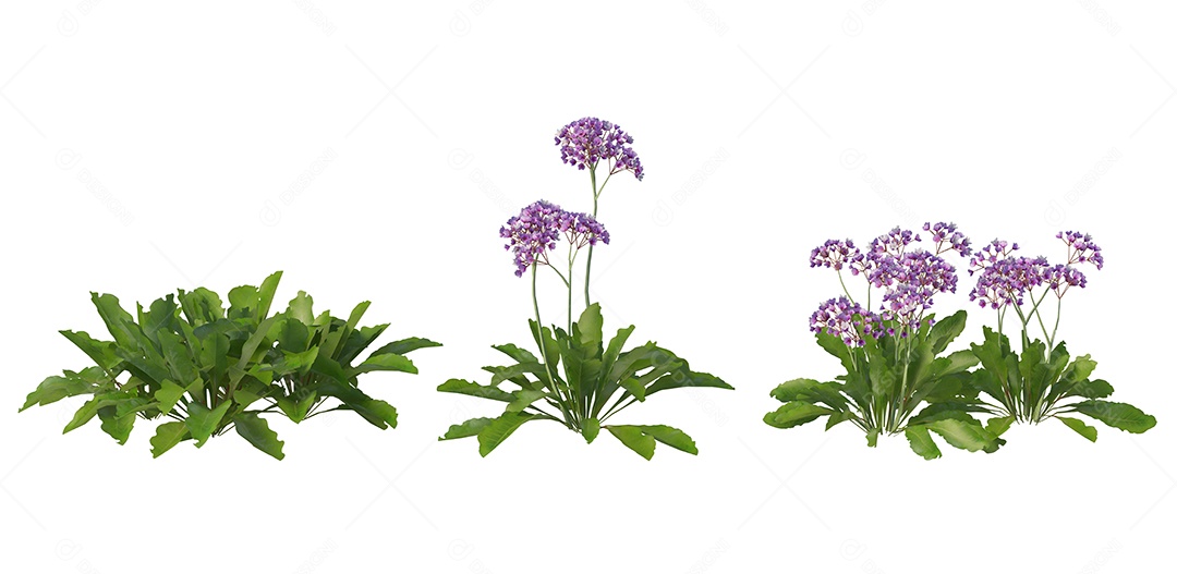 Lindas flores jardim