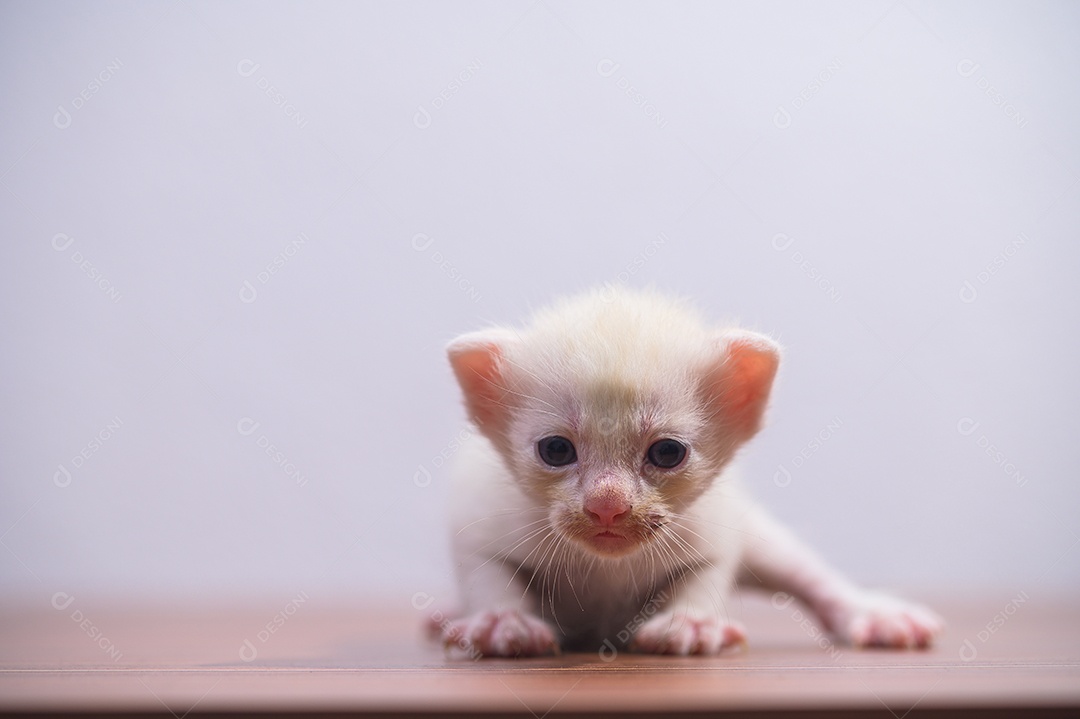 Gatinho fofo na sala