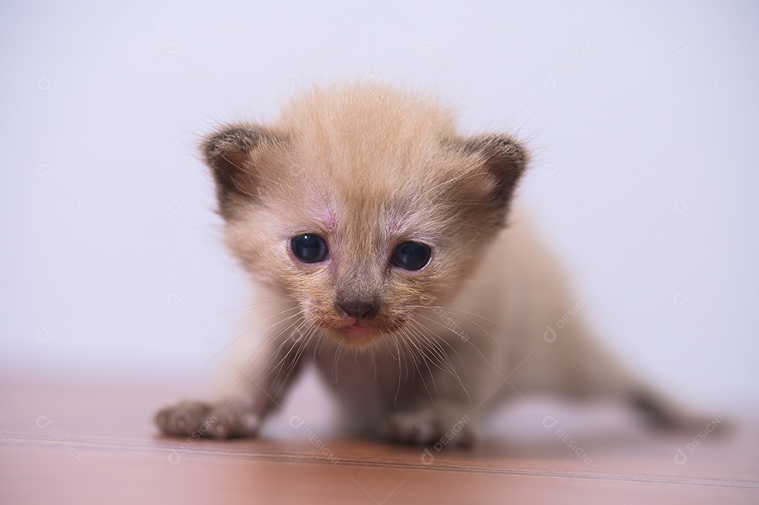 Gatinho fofo na sala