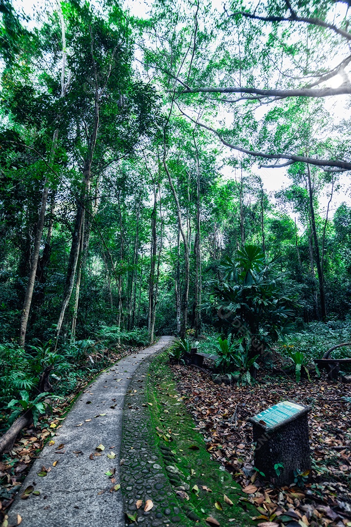 Conceito de viagem na floresta, árvores amam a natureza
