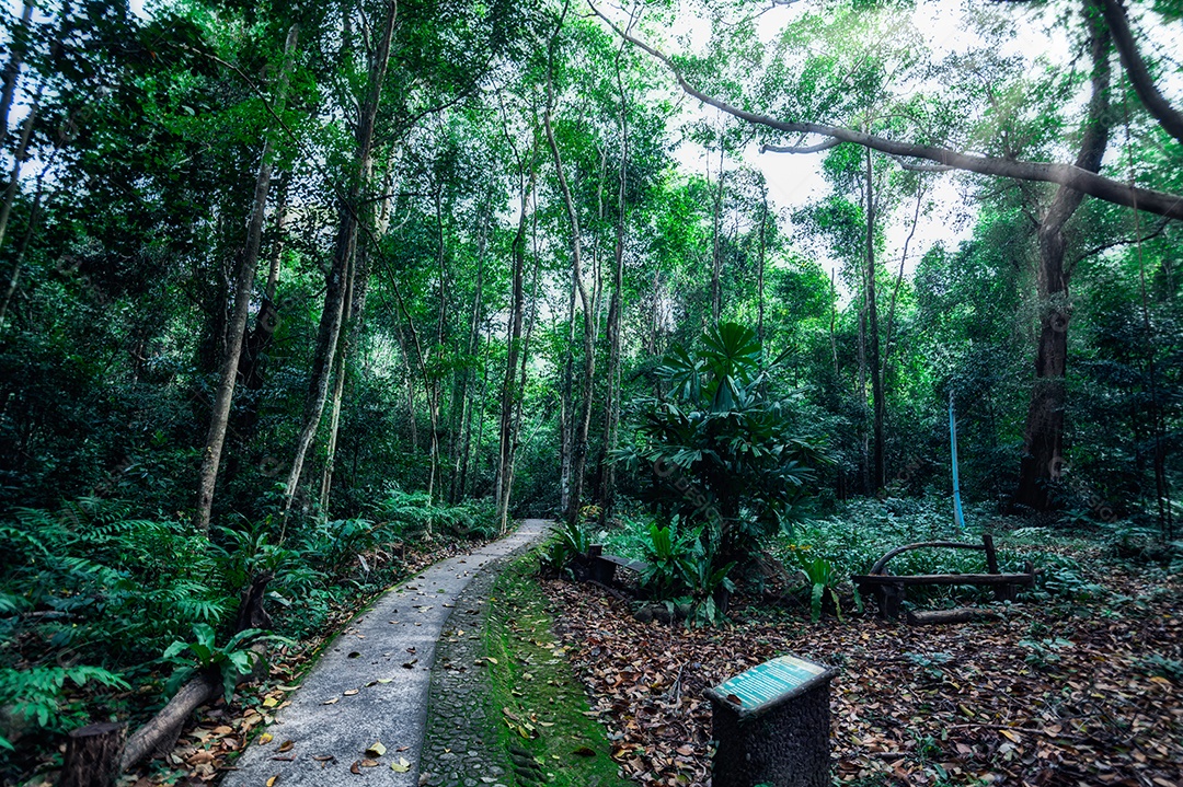 Conceito de viagem na floresta, árvores amam a natureza