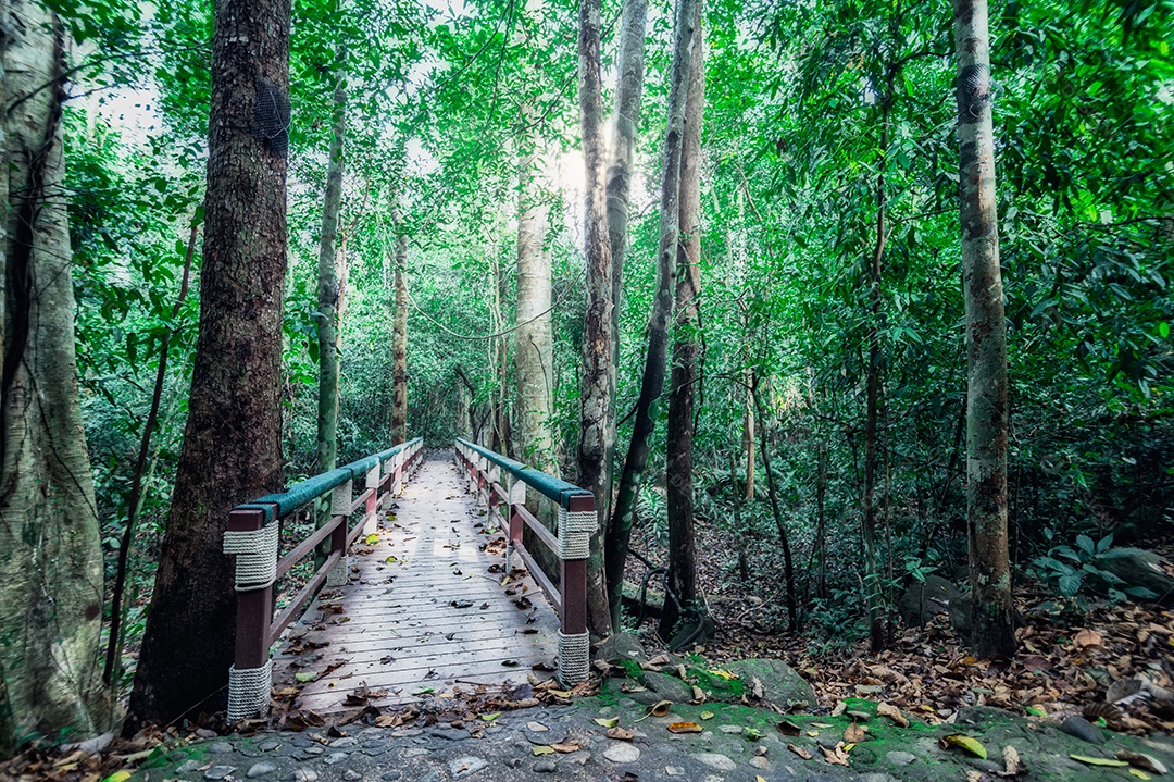 Conceito de viagem na floresta, árvores amam a natureza